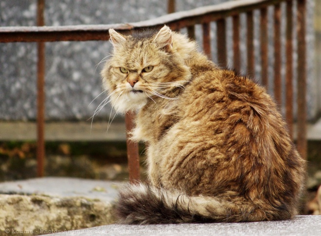 Photo de Chat domestique