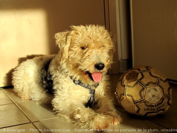 Photo de Fox terrier  poil dur