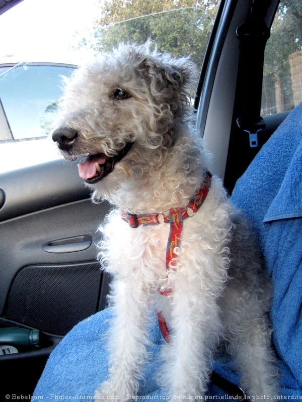 Photo de Fox terrier  poil dur