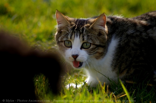 Photo de Chat domestique