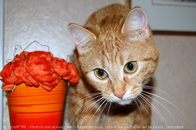 Photo de Chat domestique