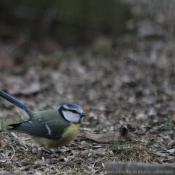 Photo de Msange bleue