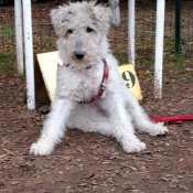 Photo de Fox terrier  poil dur