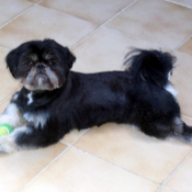 Photo de Shih tzu