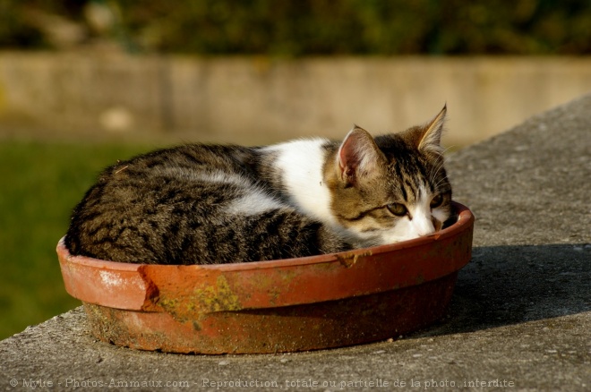 Photo de Chat domestique