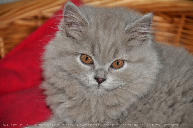 Photo de British longhair