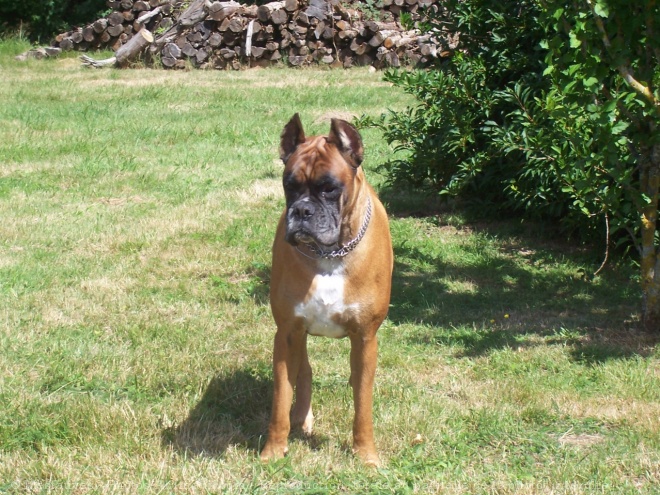 Photo de Boxer