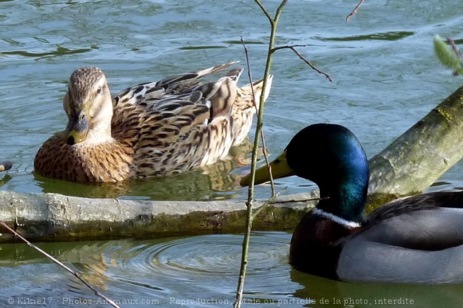 Photo de Canard colvert