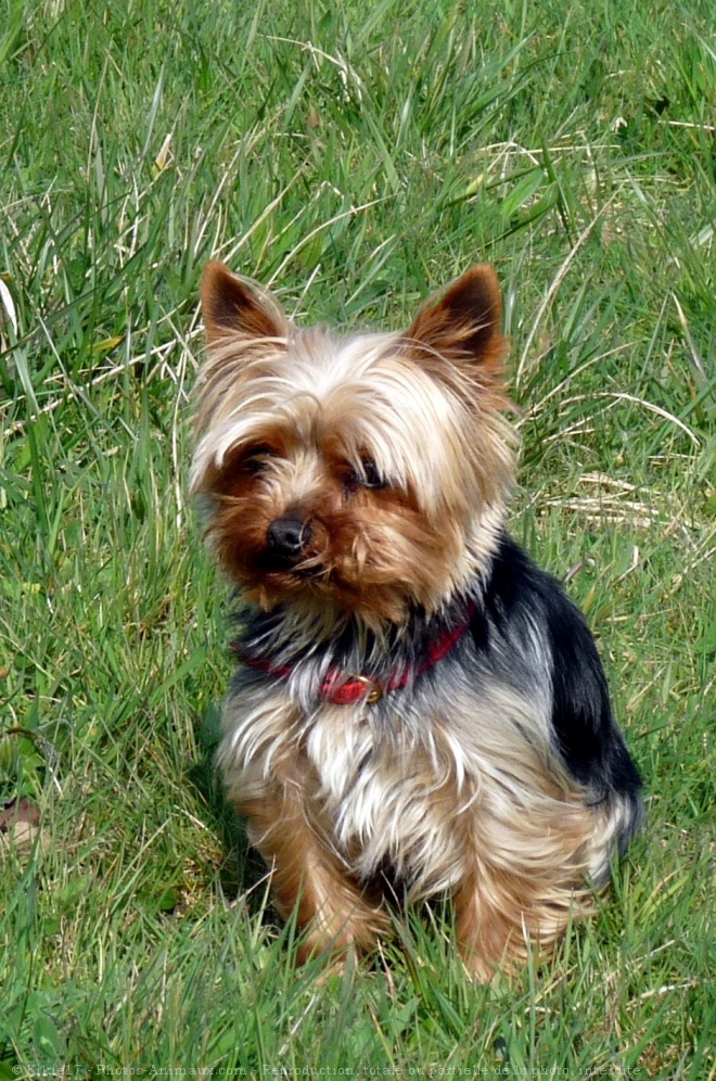 Photo de Yorkshire terrier