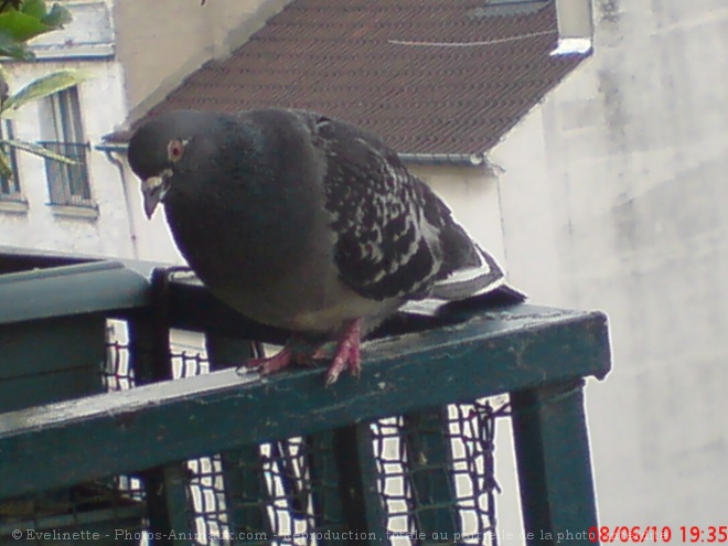 Photo de Pigeon