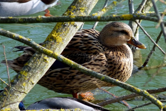 Photo de Canard colvert