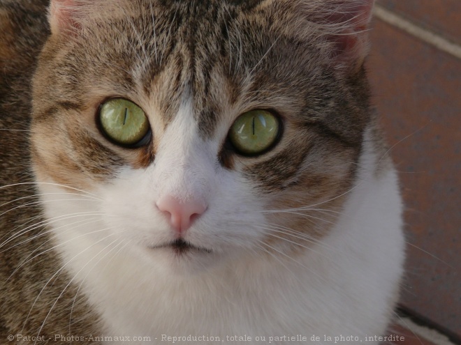 Photo de Chat domestique