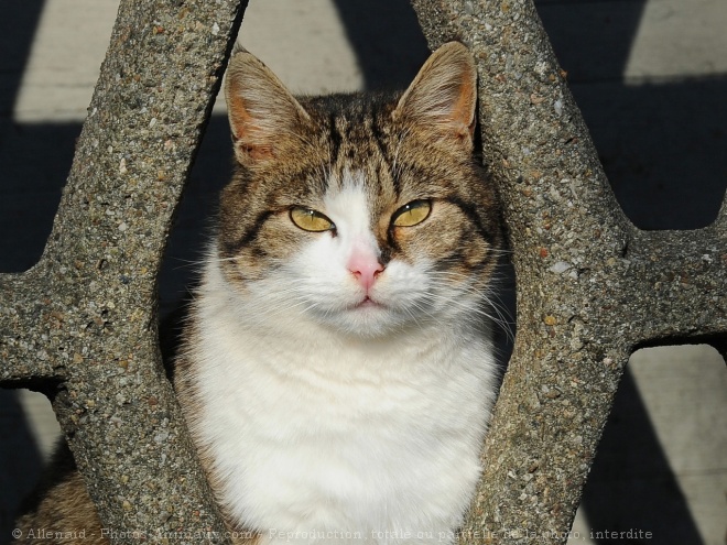 Photo de Chat domestique