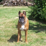 Photo de Boxer