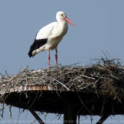 Photo de Cigogne