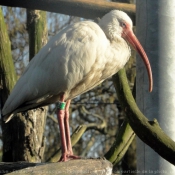 Photo d'Ibis