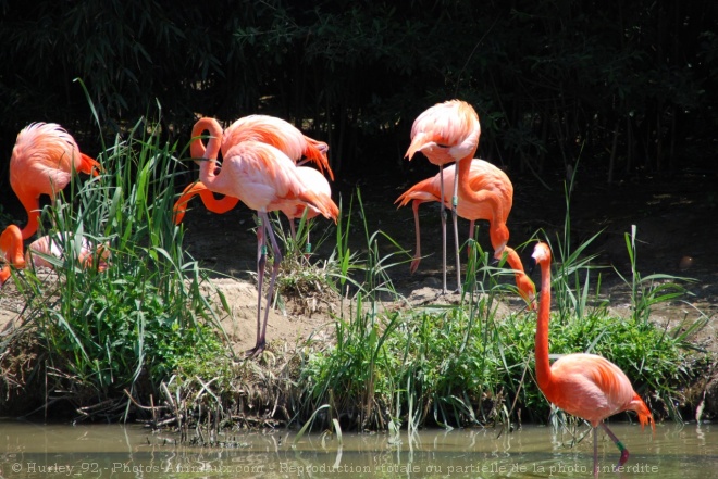 Photo de Flamand rose