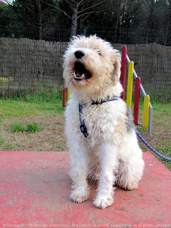 Photo de Fox terrier  poil dur