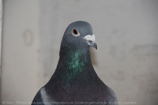 Photo de Pigeon