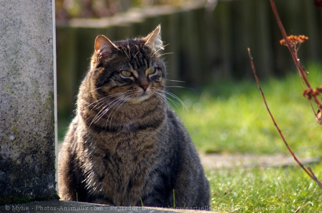 Photo de Chat domestique