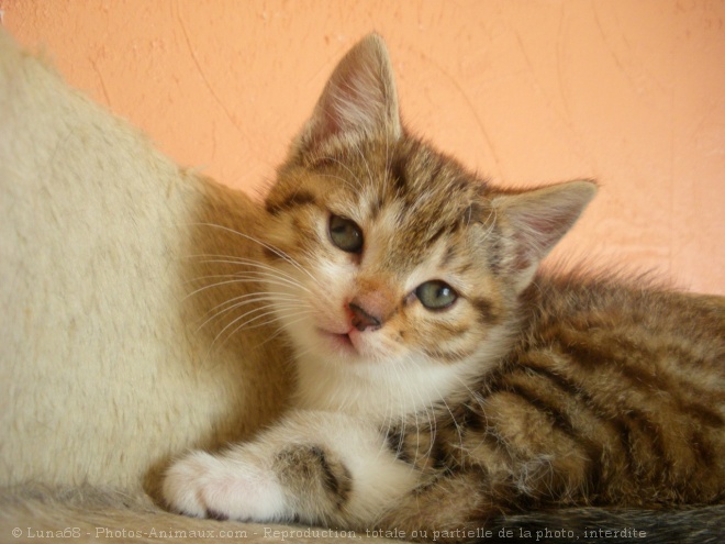 Photo de Chat domestique