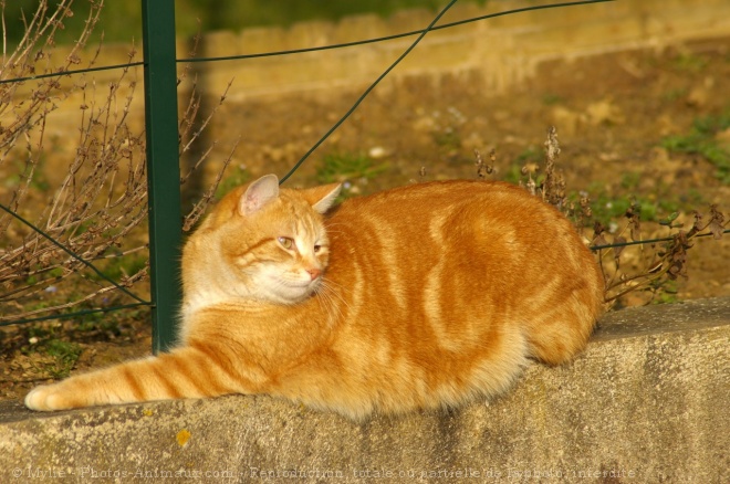 Photo de Chat domestique