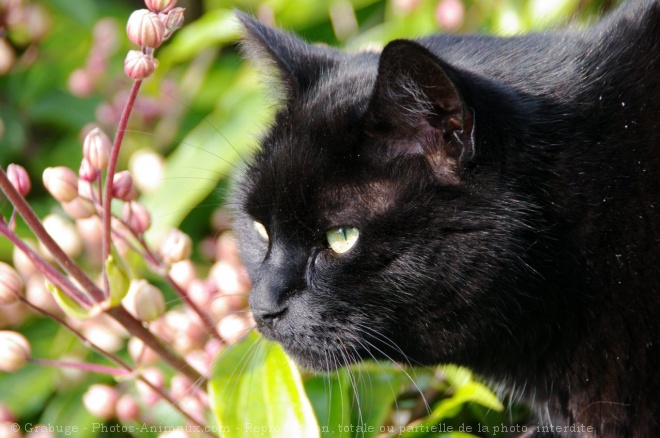 Photo de Chat domestique