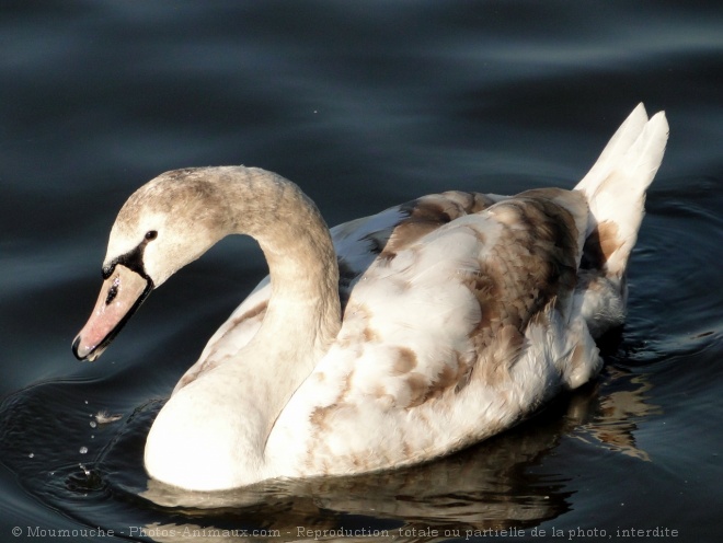 Photo de Cygne