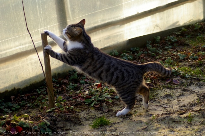 Photo de Chat domestique