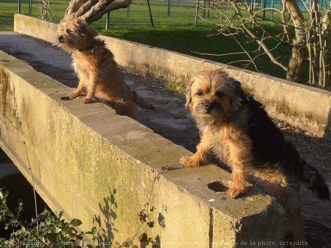 Photo de Border terrier