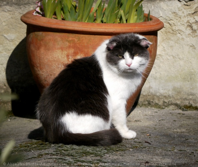 Photo de Chat domestique