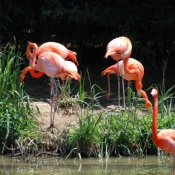 Photo de Flamand rose