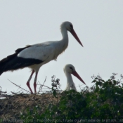 Photo de Cigogne