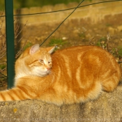 Photo de Chat domestique