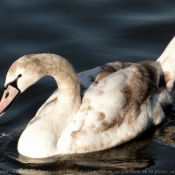 Photo de Cygne