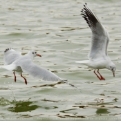 Photo de Mouette