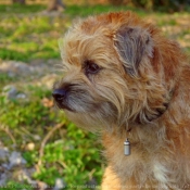 Photo de Border terrier