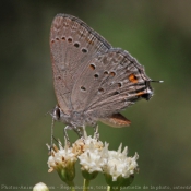 Photo de Papillon