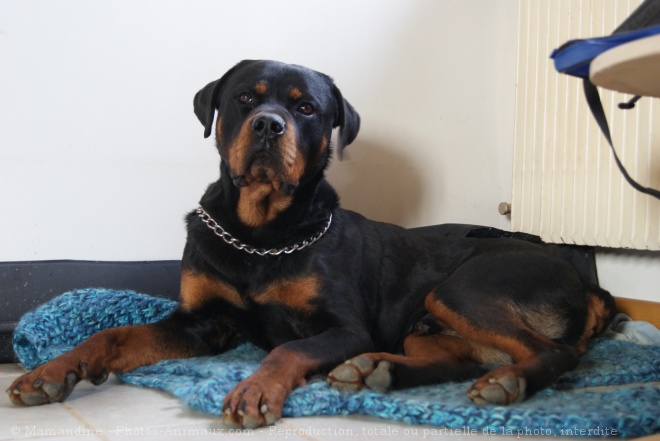 Photo de Rottweiler