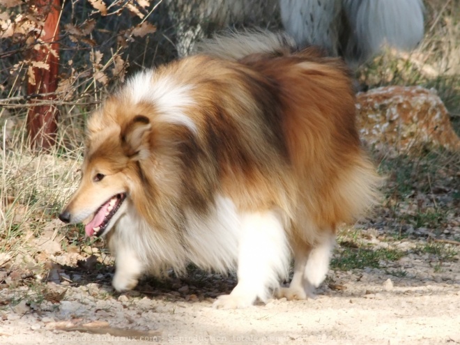 Photo de Chien de berger des shetland