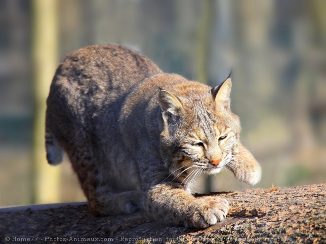 Photo de Lynx