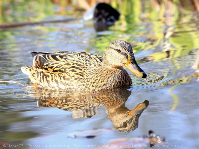 Photo de Canard colvert