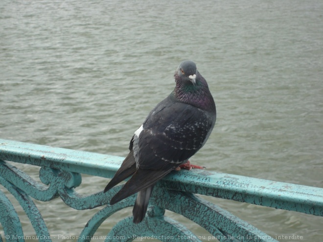 Photo de Pigeon