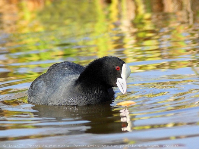 Photo de Foulque macroule