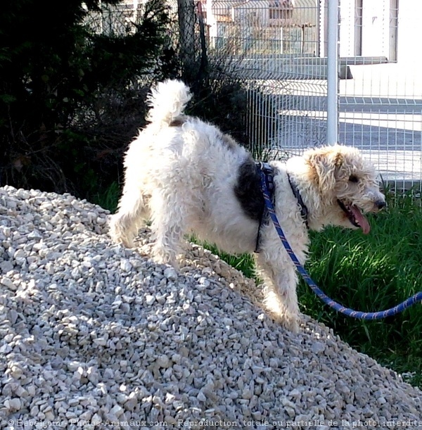 Photo de Fox terrier  poil dur