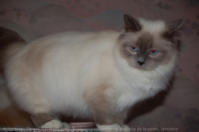 Photo de Sacr de birmanie