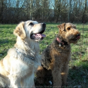 Photo d'Airedale terrier