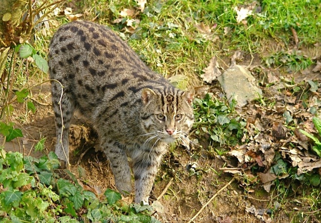 Photo de Chat viverrin  (pcheur)