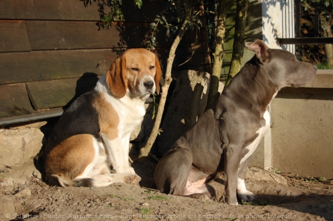 Photo d'American staffordshire terrier