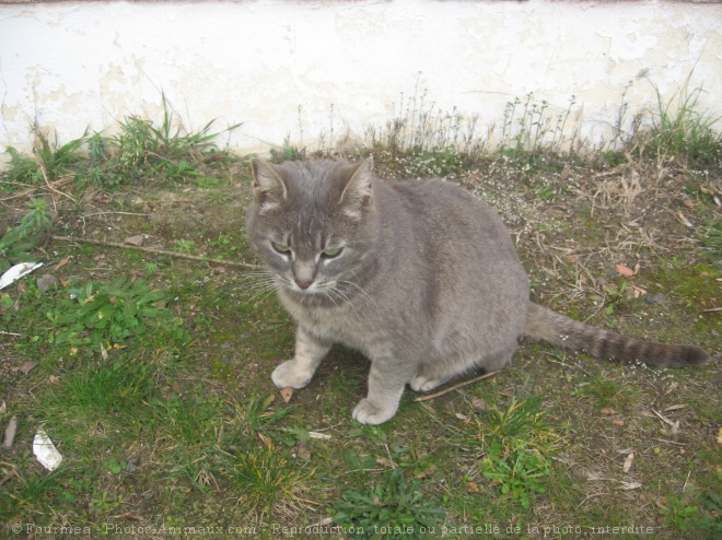 Photo de Chat domestique